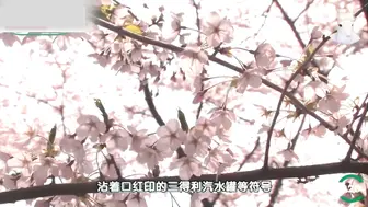 喜闻乐见系列之正经解说AV第二十六集